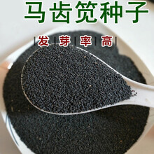 元井 马齿苋种子种子新蔬菜野菜可庭院阳台种植 马齿笕种子2000粒