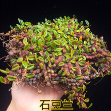 蓓莅矮种石斛 矮小石斛 龟背石斛 小龟背石斛喉红石斛 石豆兰 金耳环 石橄榄 盆景素材 吊兰花 洋兰 石豆兰 一斤