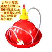 养鸭鹅鸡用自动饮水器喂水器加水壶养鸡养殖设备鸡用品 中大鸡中厚红顶300克
