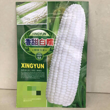 苏购  绿国  香甜水果玉米种玉米白糯黑甜糯玉米种籽大田四季播