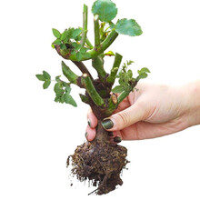 花无痕 玫瑰花苗当年开花 钻石玫瑰盆栽 绿植盆栽室内外花卉观花植物庭院阳台蔷薇月季 玫瑰花苗1棵花色随机