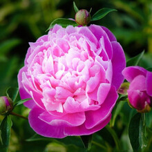 芍药花种根 芍药花苗根块 室内阳台庭院花卉盆栽种球种根 芍药花 c7梦幻粉 6CM及以上
