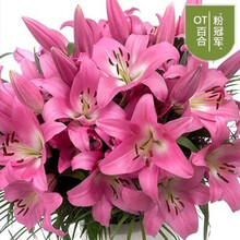 香水百合花大种球重瓣花苗带芽种子四季花卉室内庭院绿植盆栽 粉 单球 12-14cm