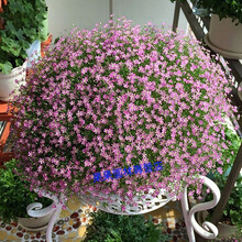 重瓣洋桔梗花种子种易活 观花植物室内花卉盆栽庭院花 满天星500粒 不含盆