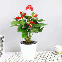 办公室水培植物室内红掌盆栽室内一帆风顺白掌花卉植物粉掌玻璃好水养带花苞 红掌+懒人吸水盆 含盆