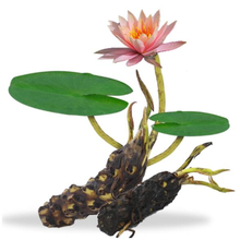 大睡莲花根块茎苗池塘鱼缸水生植物花卉种子带芽睡莲花种子种根子午莲睡莲种子莲花水生花卉水培植物盆栽 大睡莲花根块 10个 不带盆