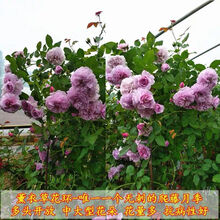 月季花苗 蔷薇花苗 藤本月季花苗 欧月藤玫瑰花苗大花浓香爬藤植物绿植盆栽花卉 薰衣草花环 4年苗