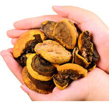 仙芝御 长白山 桑黄灵芝 金边桑黄灵芝 金边桑黄250g