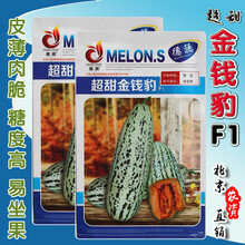 超甜金钱豹F1甜瓜种子 早熟高产抗病羊角蜜甜瓜籽 皮薄肉脆 香甜