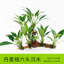 水草活体 懒人沉木 鱼缸造景 水榕净化水质的水草辣椒榕水族箱 【六头】丹麦榕六头沉木