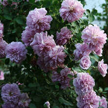 蔷薇花苗爬藤月季浓香型大花四季爬墙庭院开花不断玫瑰带花卉盆栽 【3颗】蓝色阴雨带叶带原土发货 不含盆  50-60CM 高度左右
