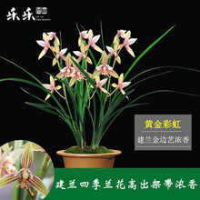 乐乐兰业 黄金彩虹 多花苞出售建兰四季世界上超香兰花苗兰草绿植盆栽花卉 建兰黄金彩虹6苗连体带3花 裸根不带土