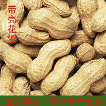 花生种子2020年花生米生新带壳 新鲜高产种籽子特级5斤装小散装