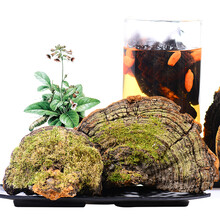 仙芝御 东北长白山松针灵芝片整枝松针层孔菌林芝 松针层孔菌250g