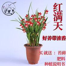 兰花 红满天 建兰四季兰绿植室内盆栽好养易活 红满天7苗
