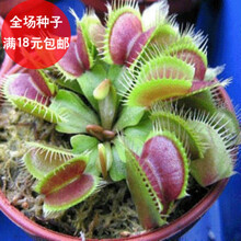 盆栽花卉植物种子 食虫草 捕蝇草种子 驱蚊植物种子 夏季除虫草