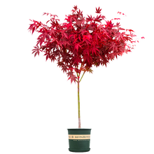 阿克苏河 日本红枫树苗 日本红枫小苗 红枫小苗彩色苗木庭院花卉植物盆栽 嫁接 高1-1.2米苗