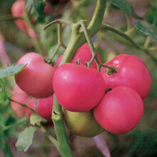 【虹越】水果/蔬菜种子 西瓜草莓甜瓜水果黄瓜 番茄小番茄  园艺阳台露天花园农家种植 春秋播种子 粉果大番茄