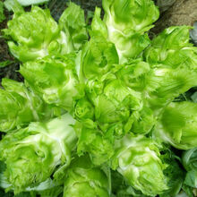 颜集卉四川儿菜种籽特产四季播娃娃菜抱子芥菜秋季蔬菜籽早熟农家 儿菜种子6克(约700粒)