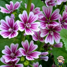 一播大地（正常发货） 锦葵种子四季易种易活开花种子室内盆栽冬季种花籽冬天花卉种子花草