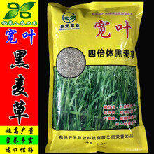 宽叶四倍体黑麦草种子 美国进口牧草籽猪牛羊鸡鹅兔鱼南北方 【宽叶：黑麦草】(净籽)2斤/袋