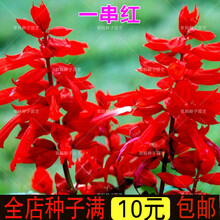 新种一串红花种子一串红花草种籽庭院盆栽园林植物花卉种子串串红炮仗