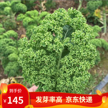 凤鸣雅世 食用羽衣甘蓝种子种籽苗孑四季蔬菜种子食用观赏紫色蔬菜种籽四季盆栽雨衣语衣羽叶甘兰种籽菜籽 京羽一号羽衣甘蓝种子4袋优惠价