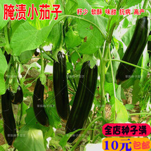新种腌渍小茄子种子紫长茄种籽圆茄紫黑长茄种子蔬菜种子庭院盆栽春播