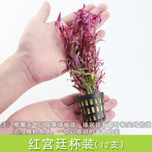 鱼草缸造景中后景有茎水草绿菊水族箱装饰淡水懒人水草植物套餐 红宫廷1杯12支