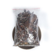 刘阁兰花 现带花苞出售 建兰四季兰 青山玉泉 客厅室内花卉 已省11：3包土+大号盆+肥