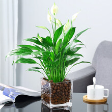 办公室水培植物室内红掌盆栽室内一帆风顺白掌花卉植物粉掌玻璃好水养带花苞 白掌(10cm玻璃方缸+陶粒) 含盆