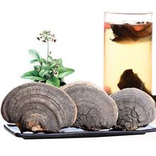 仙芝御 长白山裂蹄层孔菌 裂蹄层  裂蹄灵芝 裂蹄灵芝2斤