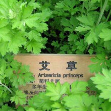 唯友野生香艾草种子四季种植食用艾叶艾蒿五月艾斩艾种子迷迭香 艾草种子半斤