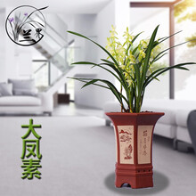 兰花苗 大凤素 建兰素心浓香四季兰花卉盆栽 大凤素8苗（关注送肥)