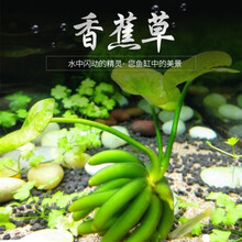 鱼官儿 大三角莫丝 火焰莫斯 水藻球鱼缸造景 水族箱装饰  水草活体植物 香蕉草1颗（注意查看页面）