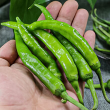 寿禾 线椒种子杭椒辣椒苗超辣二荆条早熟辡椒家庭蔬莱种植春秋季播种疏菜种籽阳台菜子盆栽庭院种孑秧苗菜籽 杭椒7号【微辣】种子 50粒