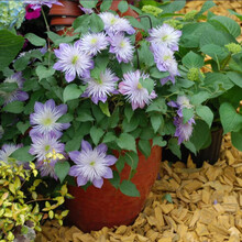 【虹越】进口铁线莲花苗 多规格可选 花园庭院盆栽地栽装饰爬藤花卉 水晶喷泉 P9