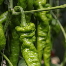 寿禾 金螺丝椒种子辣椒种苗香辣早熟高产特辣尖椒阳台盆栽四季春季罗丝线椒寿光蔬菜菜籽种籽 金螺丝辣椒种子 150粒