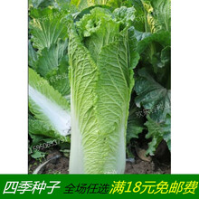 青麻叶大白菜种子新品种甜脆香季播蔬菜籽绍菜快菜直筒白菜种籽 青麻叶白菜10克原装