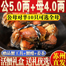 【活蟹】阳澄东湖大闸蟹鲜活螃蟹生鲜现货六月黄河蟹活体实物礼盒 公：5.0两+母4.0两 5对/10只