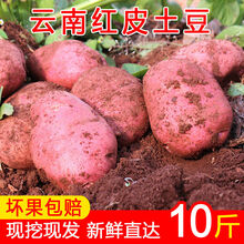 【现挖现发】2021年云南高原新鲜现挖红皮黄心土豆5/10斤洋芋马铃薯 5斤 中果