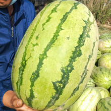 寿禾 特大西瓜种子水果种籽巨型果型硒砂瓜南方甜脆多汁 金城5号巨型西瓜种子50粒/袋