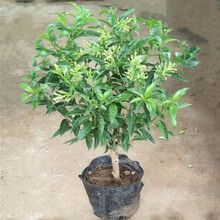 夜来香花苗 盆栽花苗植物 夜来香树苗 当年开花 4年苗当年开花夜来香 不含盆