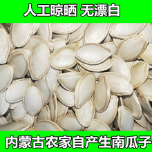 内蒙古新货生南瓜子中 大片带壳南瓜籽农家自种散装2斤 大片【生】南瓜子2斤装