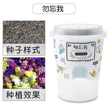 园艺小花农开心农场创意迷你盆栽罐头花卉植物种子幼儿园儿童DIY种植 勿忘我