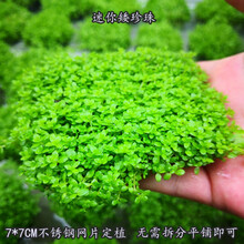 水族鱼缸活体水草前景草坪新珍珠爬地珍珠挖耳天湖迷你矮叉柱花 迷你矮珍珠7*7网片(需要CO2) 拍3发4