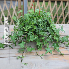 常春藤绿植常青藤盆栽吊兰盆栽绿植盆栽去甲醛防辐射植物净化空气基地整箱批发 165#常春藤原盆（10-25厘米）