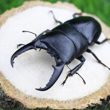 独角仙甲虫成虫中国大扁套餐昆虫饲养箱爬虫锹甲造景甲虫果冻套装 套餐②加中国大扁6.5厘米公虫