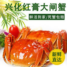 【活蟹】兴化大闸蟹鲜活螃蟹现货海鲜水产生鲜河蟹送礼礼品礼盒装 全母蟹2.5两10只