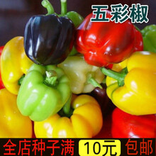 新种蔬菜种子 五彩甜椒种子 五彩椒青椒灯笼椒彩色辣椒种子彩椒柿子椒